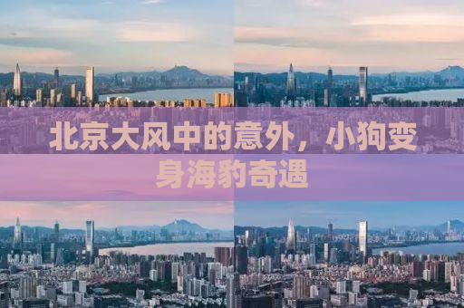 北京大风中的意外，小狗变身海豹奇遇