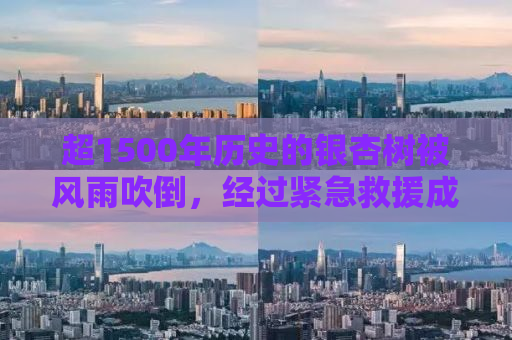超1500年历史的银杏树被风雨吹倒，经过紧急救援成功扶正