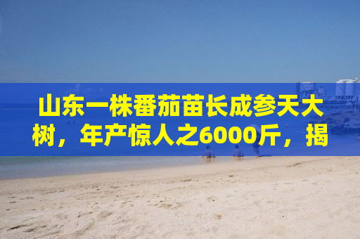 山东一株番茄苗长成参天大树，年产惊人之6000斤，揭秘背后的故事