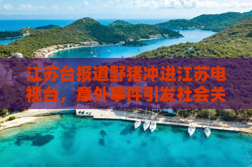 江苏台报道野猪冲进江苏电视台，意外事件引发社会关注热议