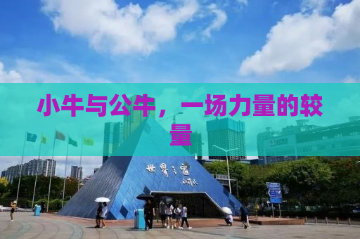 小牛与公牛，一场力量的较量