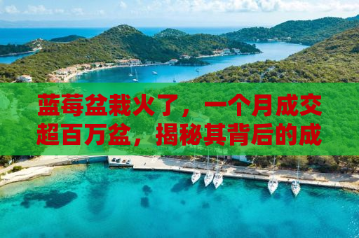 蓝莓盆栽火了，一个月成交超百万盆，揭秘其背后的成功秘诀
