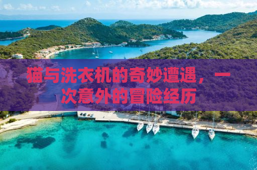 猫与洗衣机的奇妙遭遇，一次意外的冒险经历